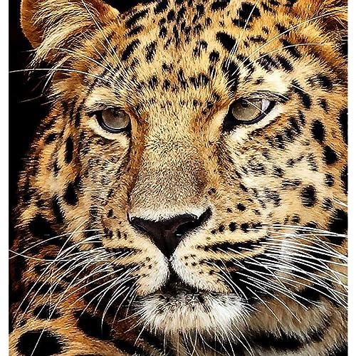 Diamond Painting Jaguar Kopf 40x30cm 6030-40071 von Diamond Art