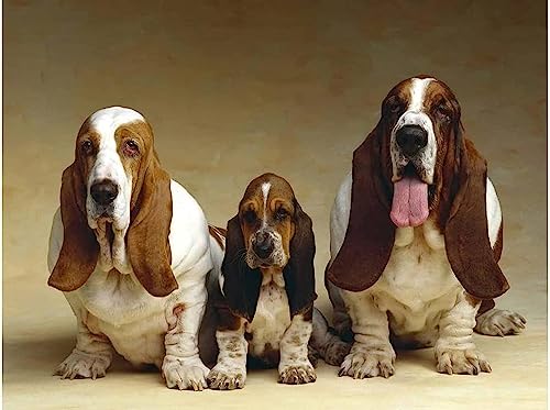 Modernes Kunst-Puzzle, 1000 Teile, Papp-Puzzle, perfekte Wahl für den Puzzle-Liebhaber, Nobless, Geschenk in Box, Geschenkpapier, Basset Hound Drei Hunde von Dsawqezh