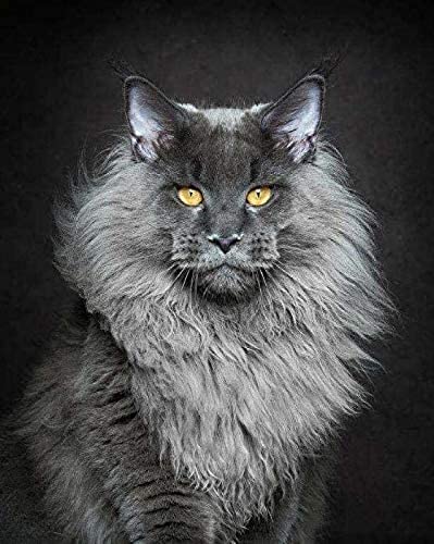 EPTIC 5D DIY Diamond Painting Kit_Cat Maine Coon Diamond Painting_Full Diamond Embroidery Cross Stitch Art Crafts Supply Picture/Bedroom/Home Wall Decoration Living Room 50x50CM von EPTIC