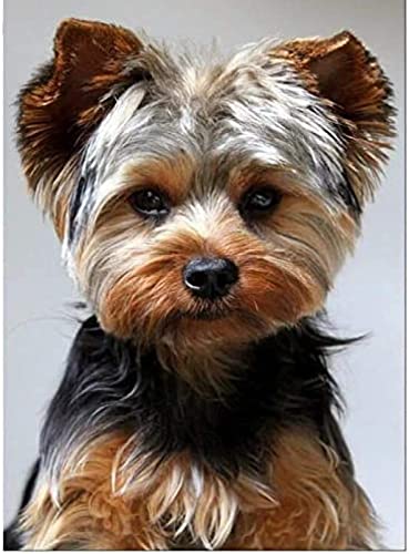 EPTIC DIY 5D Diamond Painting Kits für Kinder, Diamond Painting Pictures, Yorkshire Terrier, Full Diamond Round Strasssteine, Full Drill 30x40CM von EPTIC