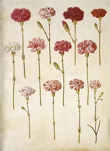 EQVRDCUW Ölgemälde Leinwand Malerei Poster Leinwand Plakat Dianthus Caryophyllus by Hans Simon Holtzbecker Leinwandbilder Bild für Wanddekoration 60x90cm von EQVRDCUW