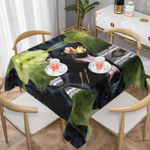 ESNAIUVCD Rottweiler quadratische Tischdecke, geeignet für quadratische oder runde Tische, wasserdicht, knitterarm und langlebig, 137 x 137 cm, 152 x 152 cm von ESNAIUVCD