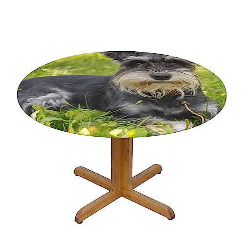 EVANEM Runde Tischdecke, wasserdicht, elastisch, kleine Miniatur-Schnauzer-Druck, abwaschbar, für Abendessen, Outdoor, Picknick EVANEM Runde Tischdecke, wasserdicht, elastisch, kleine Miniatur-Schnauzer-Druck, abwaschbar, für Abendessen, Outdoor, Picknick von EVANEM