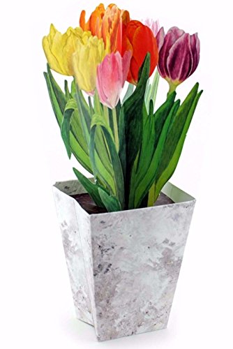 Pop-Up-Karte / 3 D-Faltkarte mit hübschen Krokussen - die ideale Grusskarte für den Frühling (Tulpen) von Edition Colibri