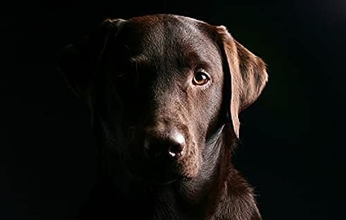 Eiialerm Erwachsene Stickerei Kreuzstich Tier Labrador Retriever 11CT Vorgedruckte Leinwand Kreuzstich Set AnfäNger Stickbilder, für Wandkunst-Heimdekoration 40X50cm von Eiialerm