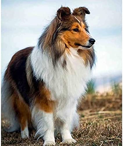 Eiialerm Kreuzstich Stickpackungen Sheltie-Hund DIY Vorgedruckt Kreuzstich Stickbilder 11CT Sticken Set für Erwachsene Anfänger Home Decor 40x50cm von Eiialerm