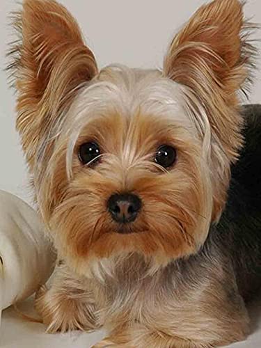 5D Diamond Painting_Hund Yorkshire Terrier Tier_Diy Diamond Malerei Set Kunst Handwerk Strass Stickerei Painting_Bilder Dekoration Für Haus Wand Dekor_40X50Cm_Rahmenlos von Eodyyw