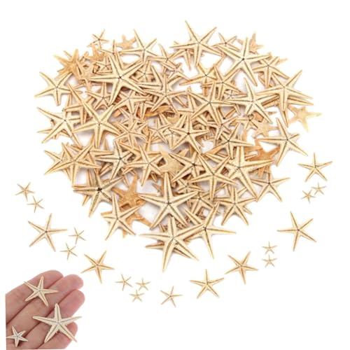 100pcs Muscheln für natürliche Dekoration Muschel Beach Naturhandwerk DIY Beach Hochzeitsdekoration Epoxidharz Kunsthandwerk 1-5 cm von Eyccier