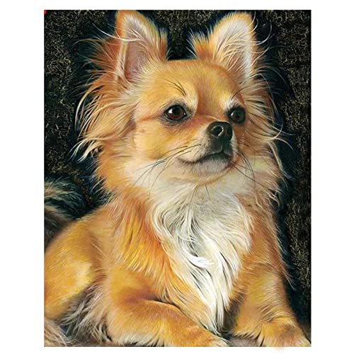 DIY 5D Diamond Painting Bilder Set für Erwachsene Kinder, Square Drill Chihuahua Hund 60x80cm Groß Diamant Malerei Stickerei Voll Strass Kreuz Stich Mosaik Gemälde Wanddekor Kunsthandwerk Geschenk von FDGDFG