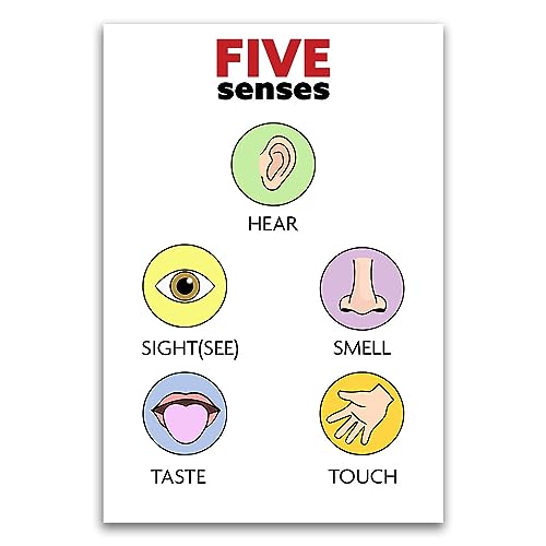 Lernposter "The Five Senses" Anatomie, Lernposter für Kinder, Klassenzimmer, Schule, 30,5 x 45,7 cm, ungerahmt, Premium-Poster auf 45,4 kg Glanzpapier, gedruckt in den USA FHJP1209 von FHJ