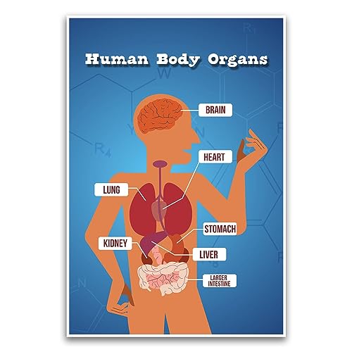 Poster "Der menschliche Körper und die Organe" – pädagogisches Schulposter für Grundschulklassenzimmer – 30,5 x 45,7 cm ungerahmtes Poster – Premium-Poster auf 45,4 kg Glanzpapier – gedruckt in den von FHJ