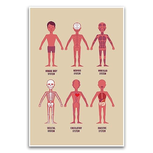 Poster "Human Body Systems Diagramm" – Pädagogisches Lernen für Kinder Klassenzimmer Schule Poster – 30,5 x 45,7 cm ungerahmtes Poster – Premium-Poster auf 45,4 kg Glanzpapier – gedruckt in den USA von FHJ