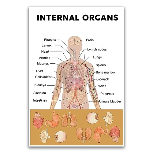 Poster "Internal Human Organ" – Pädagogisches Schulposter für Grundschulklassenzimmer – 30,5 x 45,7 cm ungerahmtes Poster – Premium-Poster auf 45,4 kg Glanzpapier – gedruckt in den USA FHJP1093 von FHJ