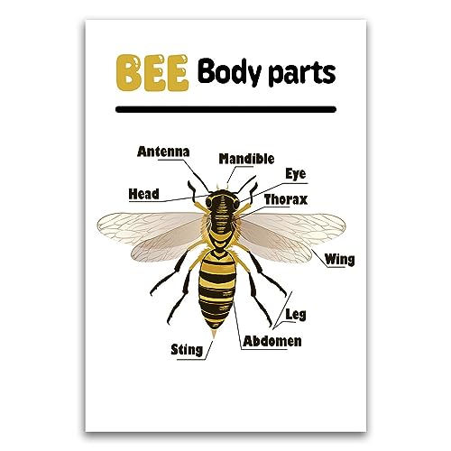 Poster "Parts Of A Bee Diagramm", pädagogisches Lernposter für Kinder, Klassenzimmer, Schule, 30,5 x 45,7 cm, ungerahmt, Premium-Poster auf 45,4 kg Glanzpapier, gedruckt in den USA FHJP1215 von FHJ