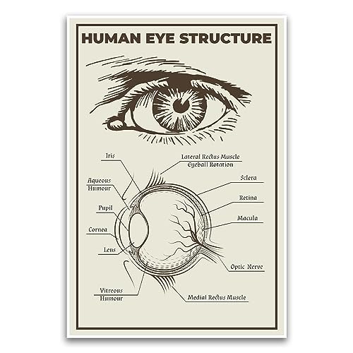 Poster mit menschlichem Auge, Bildungs-Schulposter für Grundschulklasse, 30,5 x 45,7 cm, ungerahmtes Poster, Premium-Poster auf 45,4 kg Glanzpapier, gedruckt in den USA, FHJP1117 von FHJ