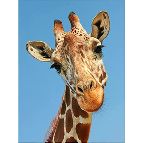 FITMZ 5D-Diamant-Malset für Erwachsene, komplettes Bohrset, Tier-Giraffe, für Erwachsene und Schüler, Malen-nach-Zahlen-Set, 30 x 40 cm von FITMZ