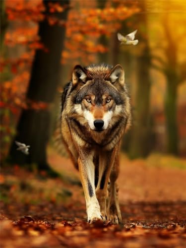 5D Wolf Diamond Painting Erwachsene Groß 70x90cm, Diamant Painting Bilder Kinder, DIY Full Drill Cross Stickerei Malerei Kits, Diamond Painting Bilder Herbst Set für Anfänger Deko Wanddeko S-1 von Feionnug