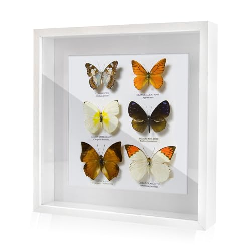 FramePro 3D-Bilderrahmen zum Befüllen, weiß Bilderrahmen extra tief Objektrahmen für Gegenstände, stabiles MDF-Holz mit Echtglas, 28x28 cm-perfekt zum Basteln und als Geschenk von FramePro