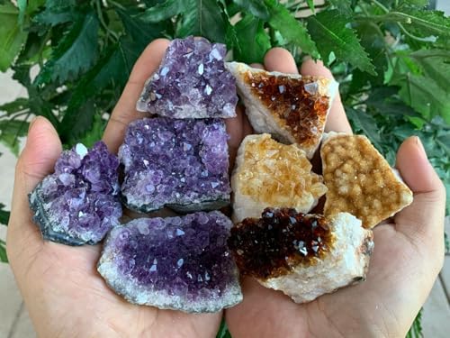 GAF TREASURES 4 Amethyst & 4 Citrin-Cluster Drusen-Sammelbox - 5,1 - 7,6 cm Klasse A+ Naturgeoden-Set von GAF TREASURES