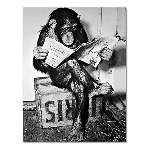 Schwarz Weiß Funny Monkey Business Mehrere Größen Leinwand Bilder XXL Poster und Druck Wand lesen Zeitung Malerei Waschraum Toilette Dekor 70 x 100 cm rahmenlos von GEMMII