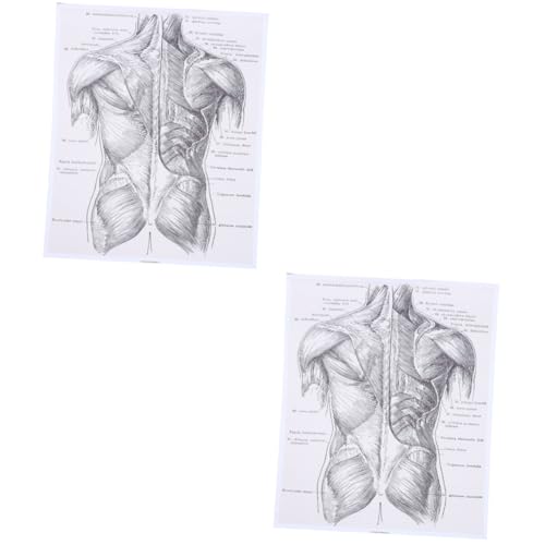 GETAJGHSD 2 Stk menschliche Anatomie Wandposter auf Poster zum menschlichen Körper anatomy Medizinische Wanddekoration Diagramm der menschlichen Anatomie Anatomie-Poster von GETAJGHSD