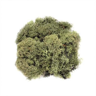 Islandmoos 50g von Glorex