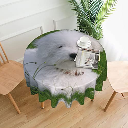 Bichon On The Grass Tischdecke, wasserabweisend, auslaufsicher, waschbar, Polyester-Tischdecke, dekorativer Stoff, Tischdecke für Esstisch, Buffet-Partys und Camping, 152,4 cm von GLRTORE