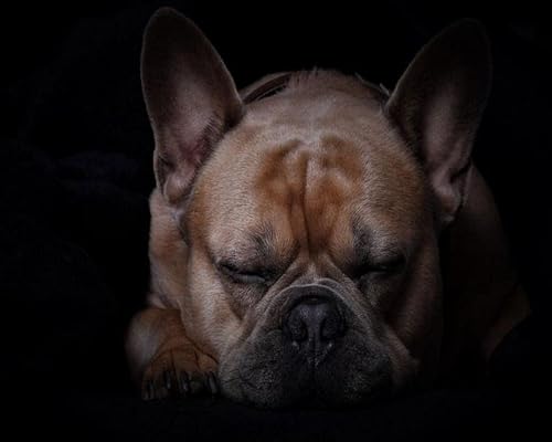 GLTEYACO Erwachsene Kreuzstich Stickpackungen Französische Bulldogge 11CT Stickvorlagen Stickbilder Zum Vorgedruckt Starter Set FüR Kinder AnfäNger-40X50 cm von GLTEYACO