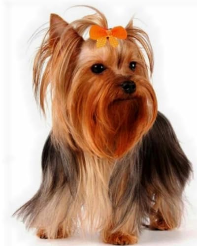 GLTEYACO Kreuzstich Vorgedruckt Set Yorkshire Terrier 11CT Kreuzstich Stickpackungen DIY Stickbilder für Anfänger Home Decor-40x50 cm von GLTEYACO