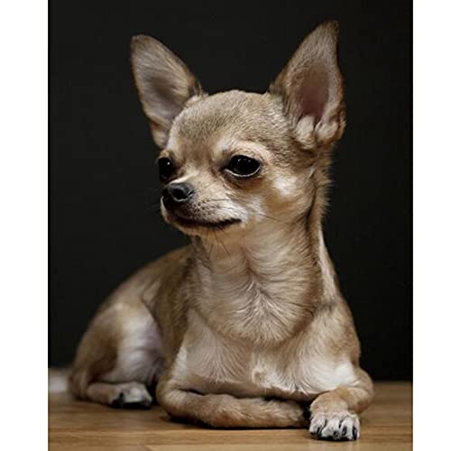 GUIJIALY Diamant-Stickerei, Chihuahua, 5D, Hund, niedliches Haustier-Diamantbild mit Strasssteinen, Heimdekoration von GUIJIALY