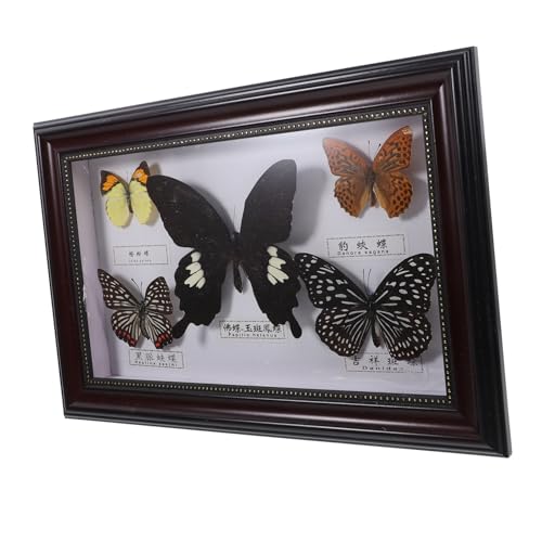 Gatuida Schmetterlings-Exemplar Bilderrahmen gerahmter Schmetterling gerahmtes Exemplar Schmetterling gerahmte Kunst Displayhalter im Querformat Schmetterlingsmusterrahmen hölzern von Gatuida