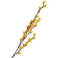 Forsythien Zweig "Fortesa" von DPI