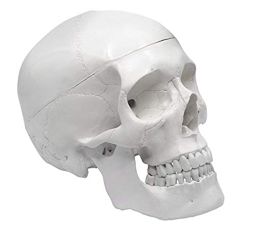 1 x Totenkopf-Modell für menschliche Erwachsene, anatomisches Modell, lebensgroß, 3-teilig, abnehmbare Totenkopf-Kappe, inkl. komplettem Set von Zähnen, 21 x 15 x 19 cm von Generic
