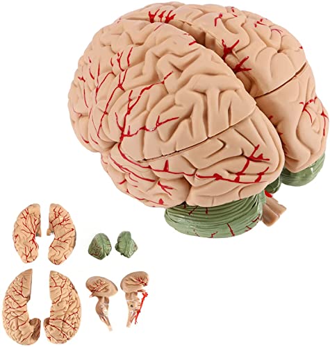 1:1 Lebensgroßes menschliches Gehirnmodell, Gehirnarterien-Lehrmodell, Gehirnanatomiemodell für den Unterricht in Neurowissenschaften, mit Gefäßen zum Erlernen von Naturwissenschaften, Klass von Generic