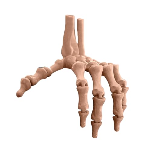 3D-gedruckte Skeletthand-Spielzeugdekorationen Urd701 (D, 20X9CM) von Generic