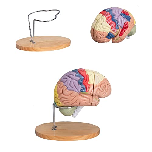 4-teiliges anatomisches Modell des menschlichen Gehirns, farbcodiert, Gehirnmodell in doppelter Lebensgröße, neun Regionen mit Display-Basis, professionelles anatomisches Modell des Gehirns von Generic