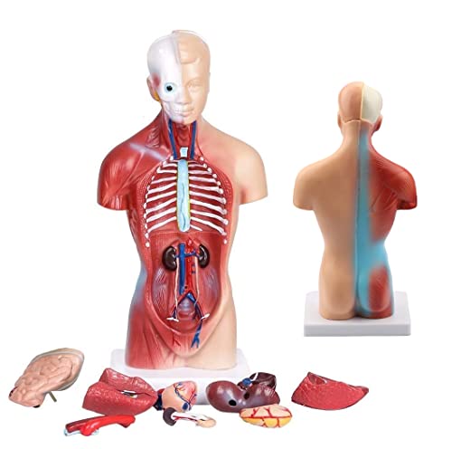 4D Anatomisches Montagemodell Modell menschlicher Organe, menschliche Organe für den Unterricht mit Herz-Kopf-Gehirn-Skelett-Modell (28 cm/45 cm/55 cm) von Generic