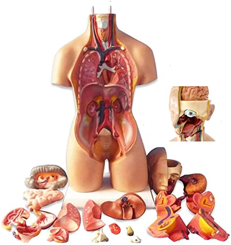 55 cm menschliches Skelettmodell, menschlicher Torso, Körpermodell, abnehmbare Teile menschlicher Organe, 4D-anatomisches Montagemodell für den Unterricht in der Schule von Generic