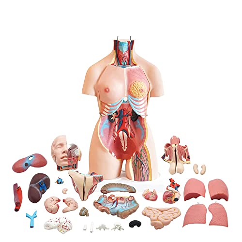 85 cm Torso-Modell, anatomisches medizinisches Modell der inneren Organe des Menschen, Anatomie des Torso-Modells der inneren Organe, 23 Teile mit abnehmbaren Organen für Unterricht, Student von Generic