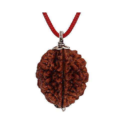 Aashita Creations Anhänger Mukhi Rudraksha Mantra Siddha 2 Gesicht zertifiziert mit Laborbericht Braun 2 von Generic