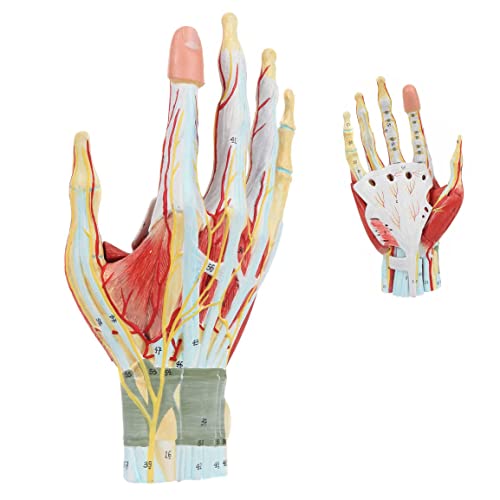 Anatomiemodell der menschlichen Hand, 7-teilig, 3D-Ansicht, Anatomiemodell der Hand mit Muskeln, Bändern, Nerven und Arterien. 7 abnehmbare und nummerierte Teile Zeigen Details und Struktur von Generic