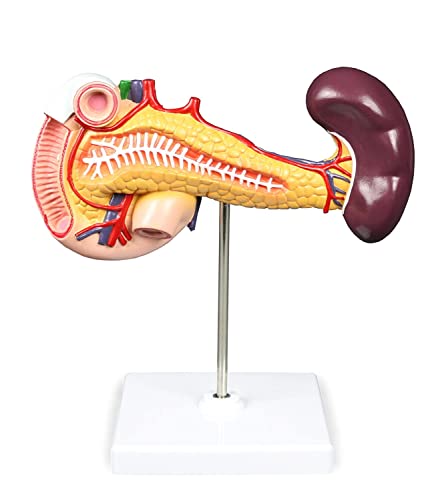 Anatomisches Modell, 2-teiliges Magenmodell, Modell der Bauchspeicheldrüse, des Zwölffingerdarms, der Milz, lebensgroßes Modell der Bauchspeicheldrüse, des Zwölffingerdarms und der Milz mit von Generic