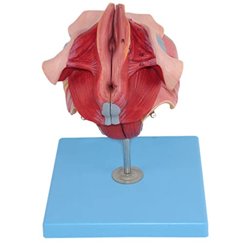 Anatomisches Modell der weiblichen Fortpflanzungsorgane, mittlerer sagittaler Abschnitt, Beckenorgane und weibliches Perineum, insgesamt 40 Teilindikatoren, Perinealmodell, menschliches Anat von Generic