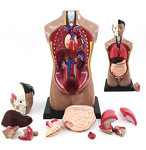 Anatomisches Modell des menschlichen Torsos, Modell eines 42 cm großen menschlichen Torsos, Hals- und Rumpfmodells, Brustkorb mit inneren abnehmbaren Organen für Lehrzwecke von Generic