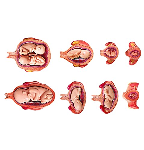 Fötus-Entwicklungsmodell, 8er-Serie, medizinische anatomische Schwangerschaftsserie, embryonale/fetale Entwicklung, 31 x 31 x 30 cm von Generic