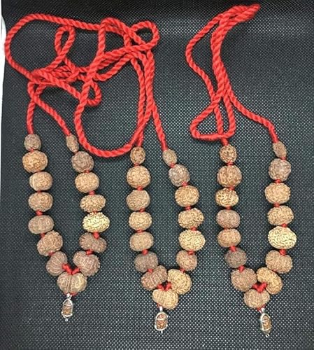 Ganesha Arts 1 bis 14 Mukhi Indonesien Rudraksha Mala klein mit rotem Faden | 1 bis vierzehn Gesicht Indonesien Rudraksh Mala | Natürliche Rudraksha, 14 mm-17 mm, Rudraksha von Generic