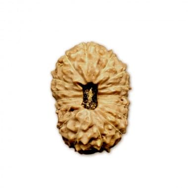 Ganesha Arts 16 Mukhi Rudraksha aus Indonesien, lose Perlen, IGL-Labor, zertifiziert (10-13 mm) von Generic