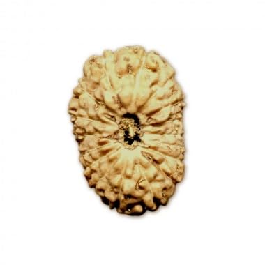 Ganesha Arts 17 Mukhi Rudraksha aus Indonesien, lose Perlen, IGL Labor, zertifiziert (10 mm-13 mm) von Generic