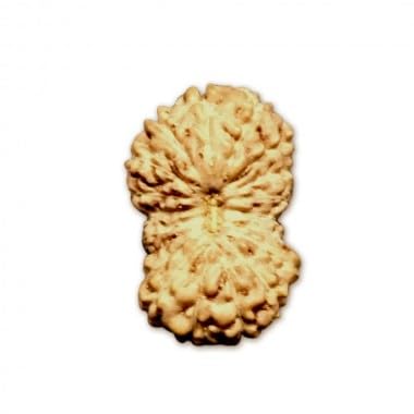 Ganesha Arts 19 Mukhi Rudraksha aus Indonesien, lose Perlen, IGL Labor, zertifiziert (10 mm-13 mm) von Generic