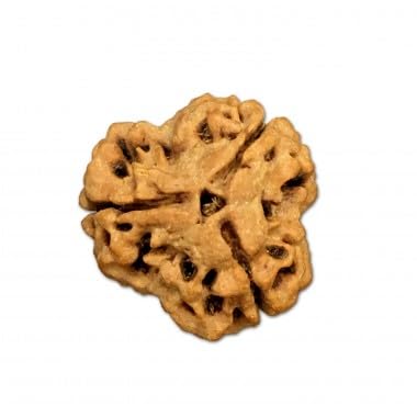 Ganesha Arts 3 Mukhi Rudraksha aus Nepal, lose Perlen, 14 mm - 16 mm, Laborzertifiziert von Generic